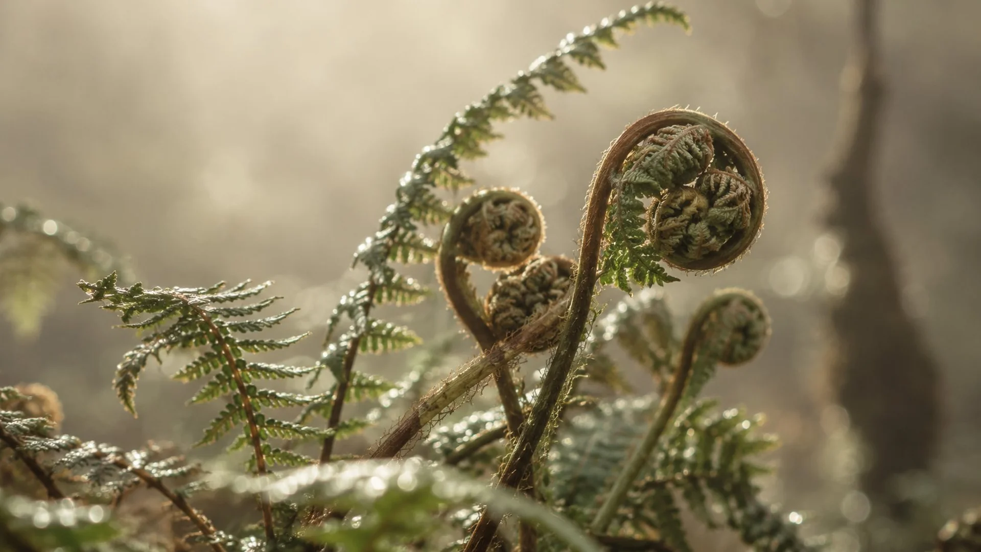 Báculos de helecho desplegándose en luz matinal con neblina suave · símbolo botánico de proceso gradual y transformación a tu ritmo